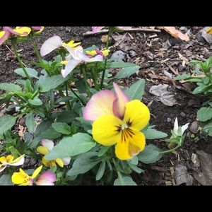 Meet your Posher, Alison